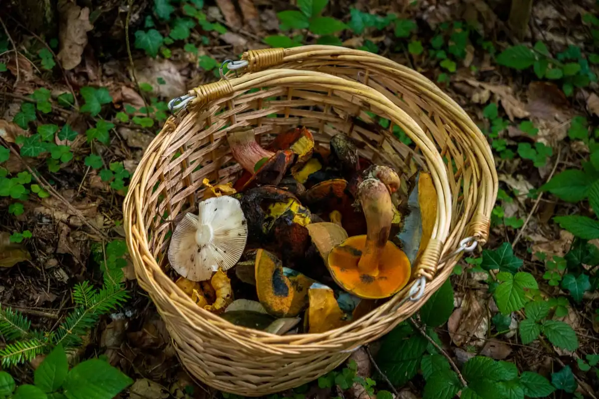 Pilzesammeln rund um den Lipno-See: Tipps für das Pilzesammeln im Herbst